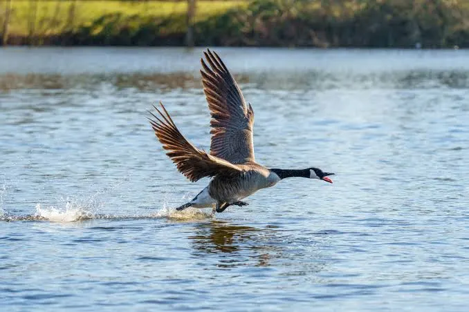 Canada goose running across the water with its wings raised, taking off