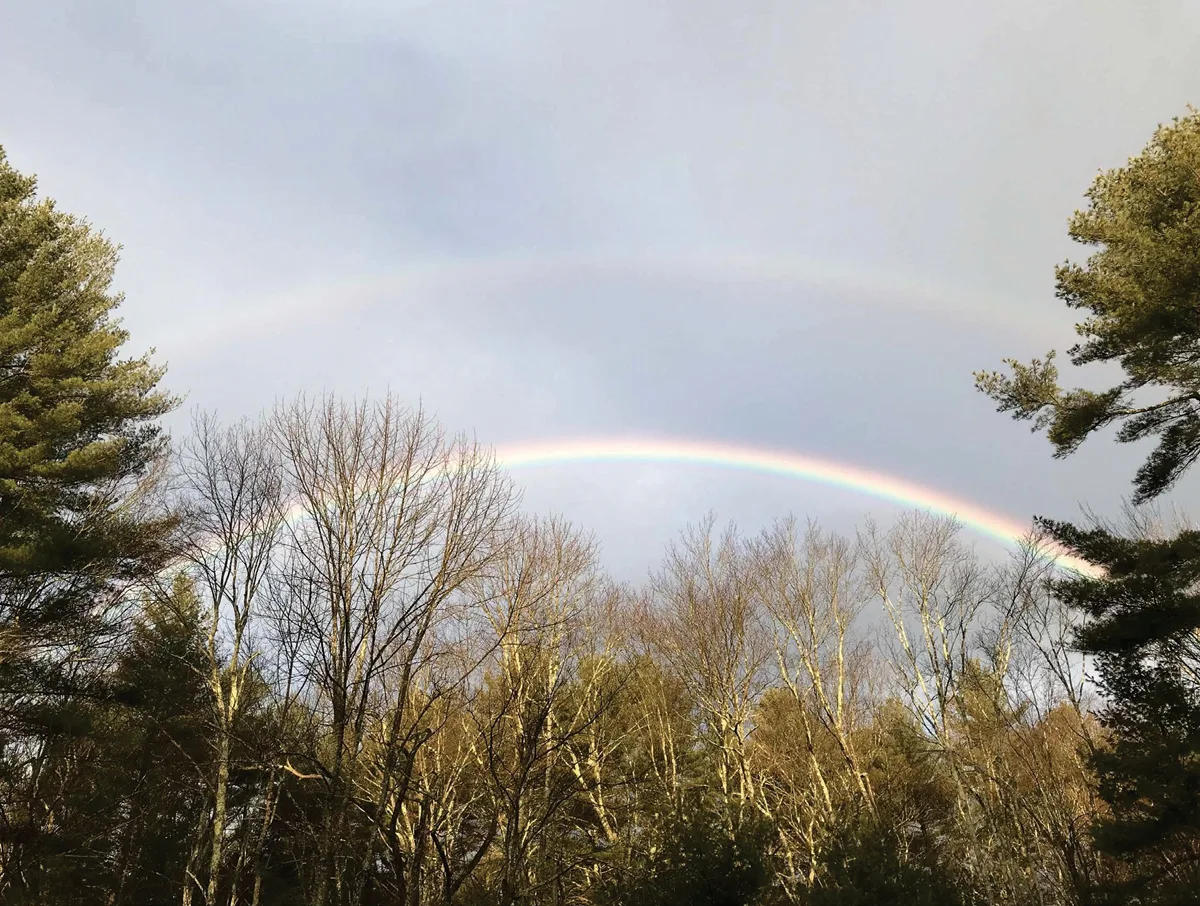 Double rainbow arching over bare winter treetops and tall pines, the inner bow bright and the outer bow faint against a pale sky