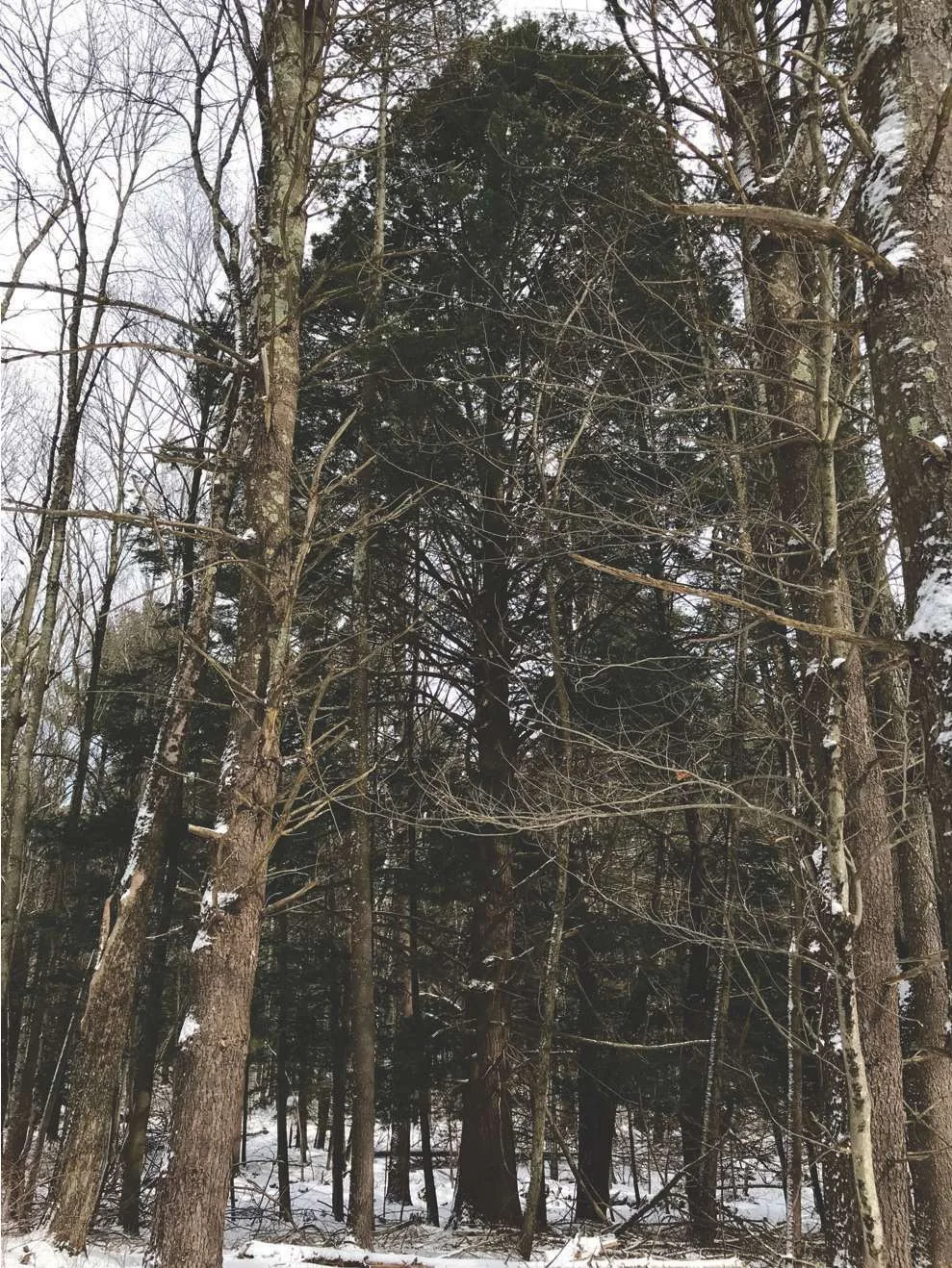 Tall Eastern Hemlock with a full dark crown rising among bare hardwoods in a snowy forest