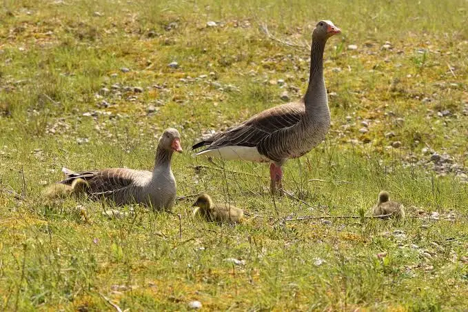 Goose family in a grassy field: one adult standing watch, another resting, and three small goslings in the grass
