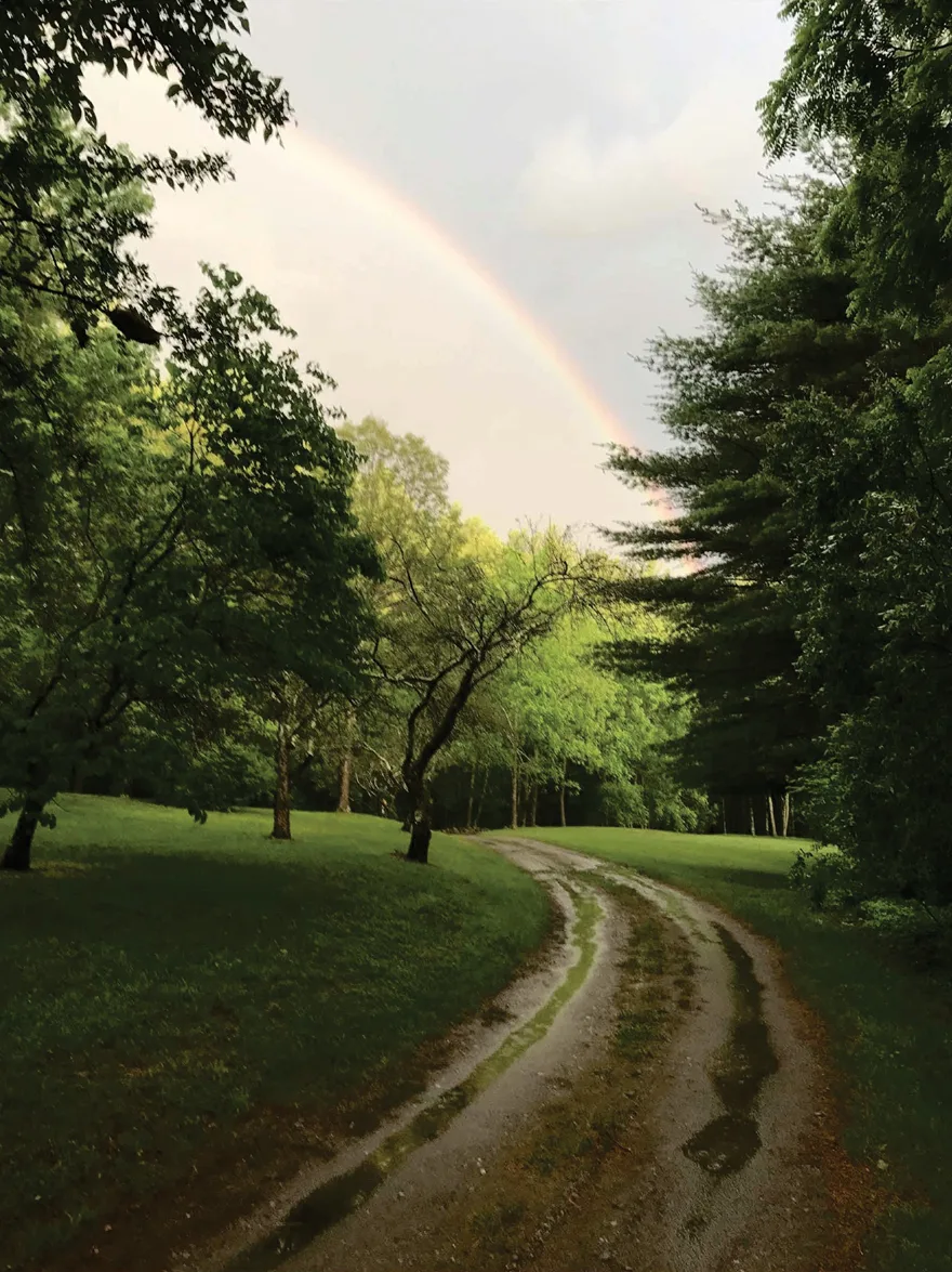 Rainbow over a grassy dirt road curving through a green clearing between tall trees