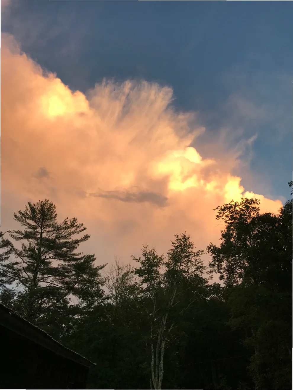 Towering cloud lit peach and gold by the setting sun against a blue sky, above a dark line of pine trees